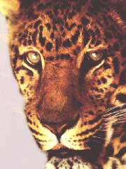 pardus.jpg
